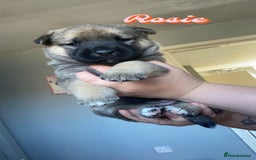 Mixed Breed dogs for sale: Rottweiler cross Akita (rokita) - Image 5