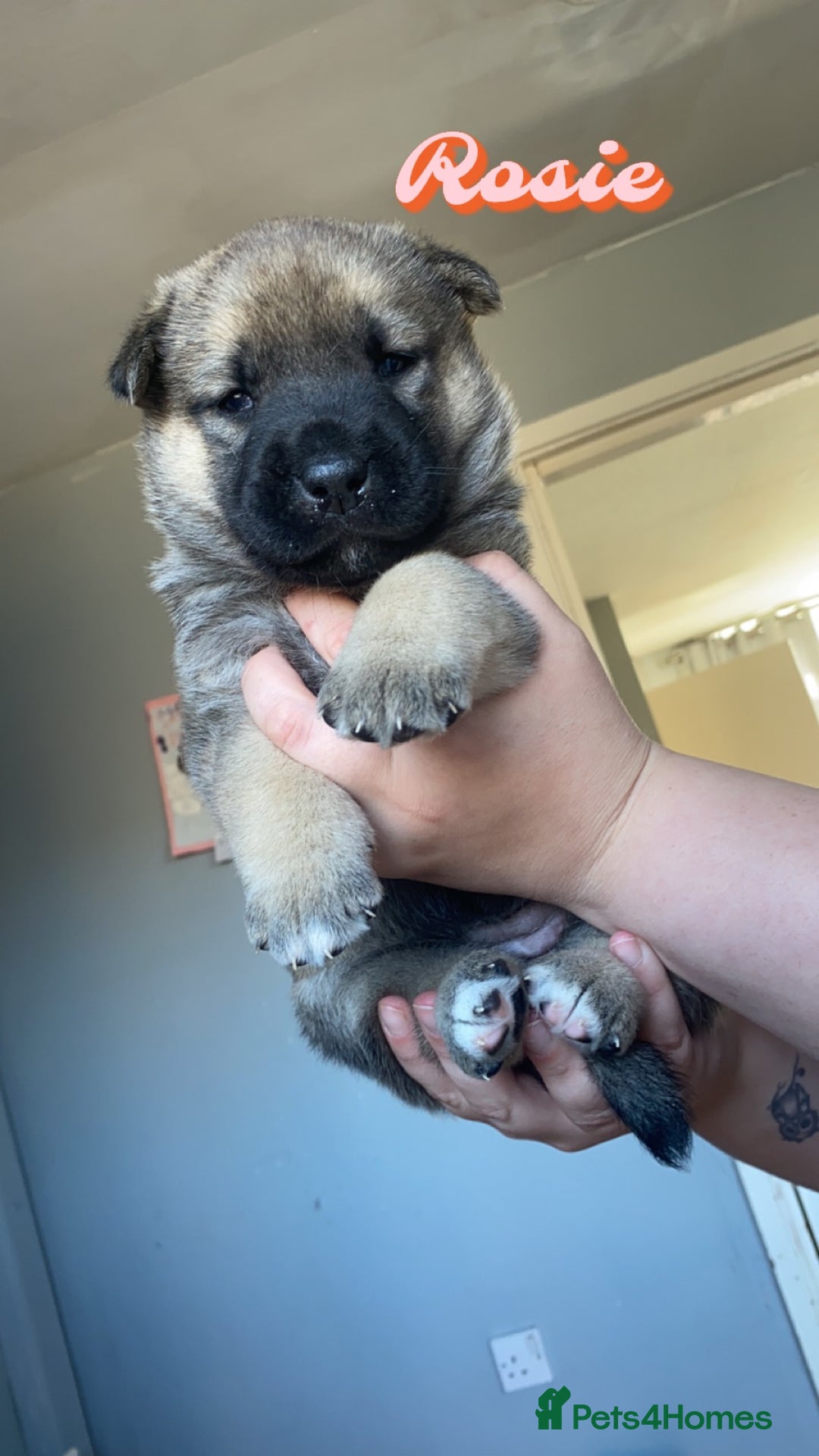 Mixed Breed dogs for sale: Rottweiler cross Akita (rokita) - Image 5