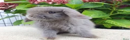 Mini Lop rabbits for sale: Baby mini lop boy available now - Advert 6