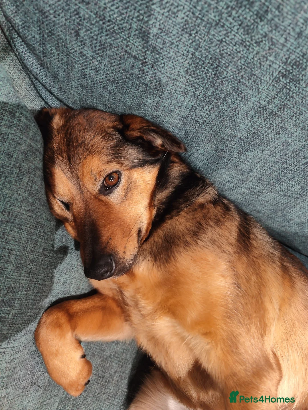 Mixed Breed dogs for adoption: ❤️JESSY❤️- low medium loving and gentle girl  in Faversham - Advert 11