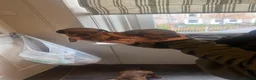 Miniature Dachshund dogs for sale:  Beautiful Miniature Dachshund Puppies in Birmingham - Advert 6