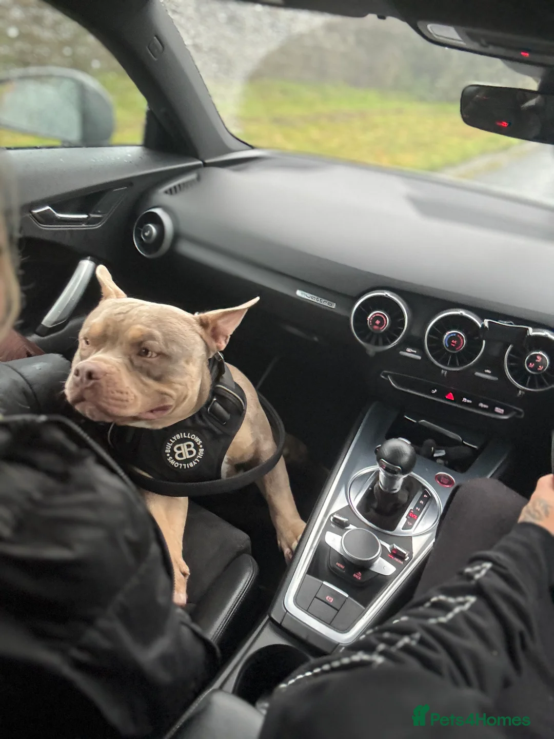 American Bully dogs for stud: 🖤BUGZY AMERICAN BULLY STUD🖤 - Advert 8