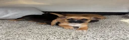 Mixed Breed dogs for sale: Jack Russell Cross Chorkie Puppies - Advert 15