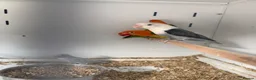 Lovebirds birds for sale: Various Stunning Young Lovebirds  - Advert 2