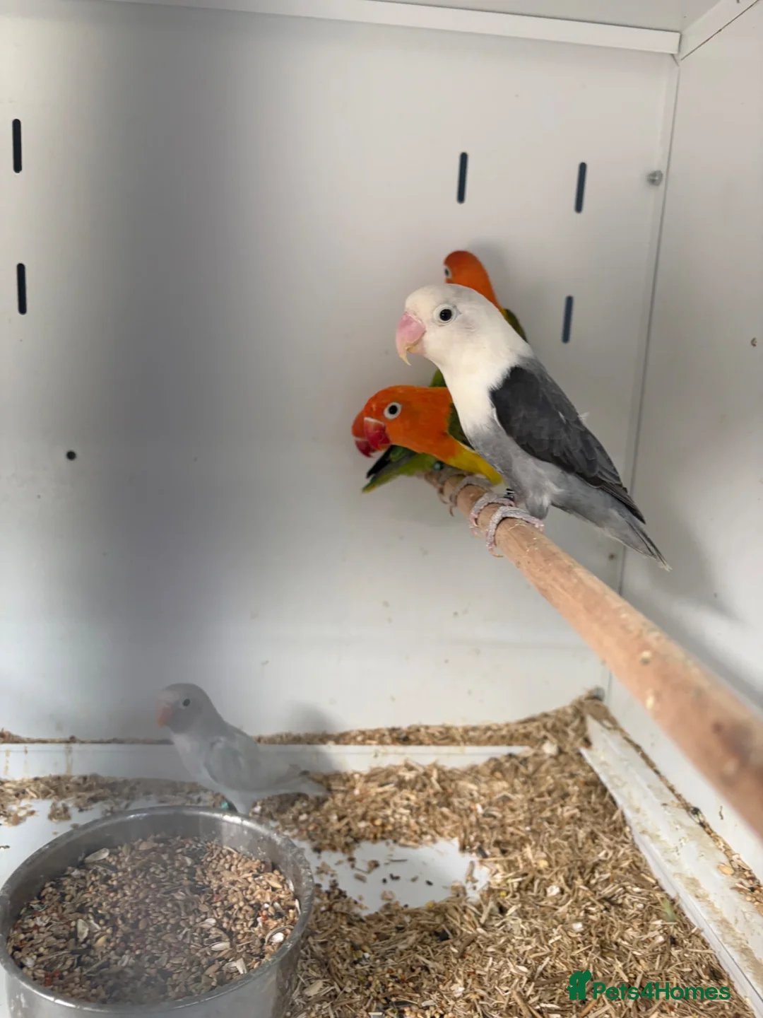 Lovebirds birds for sale: Various Stunning Young Lovebirds  - Advert 2