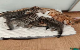 Mixed Breed cats for sale: Bengal mix kittens - Image 5