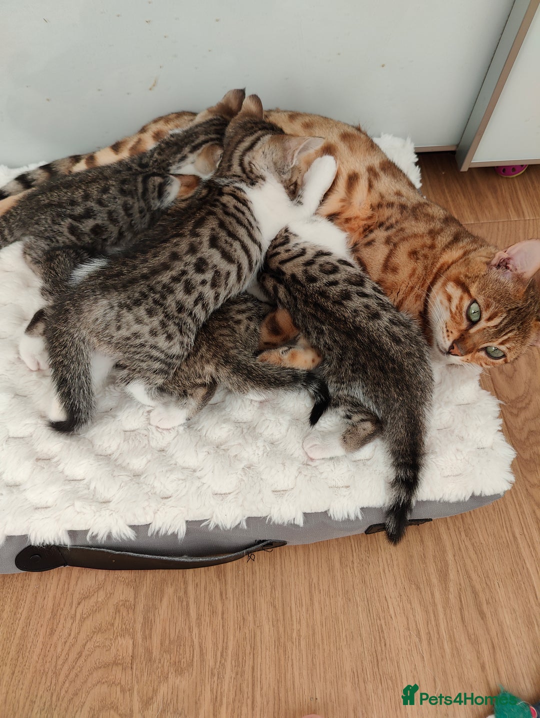 Mixed Breed cats for sale: Bengal mix kittens - Image 5