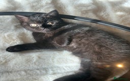 British Shorthair cats for sale: Fluffy Chocolate British Shorthair Kittens 🐾 - Image 13