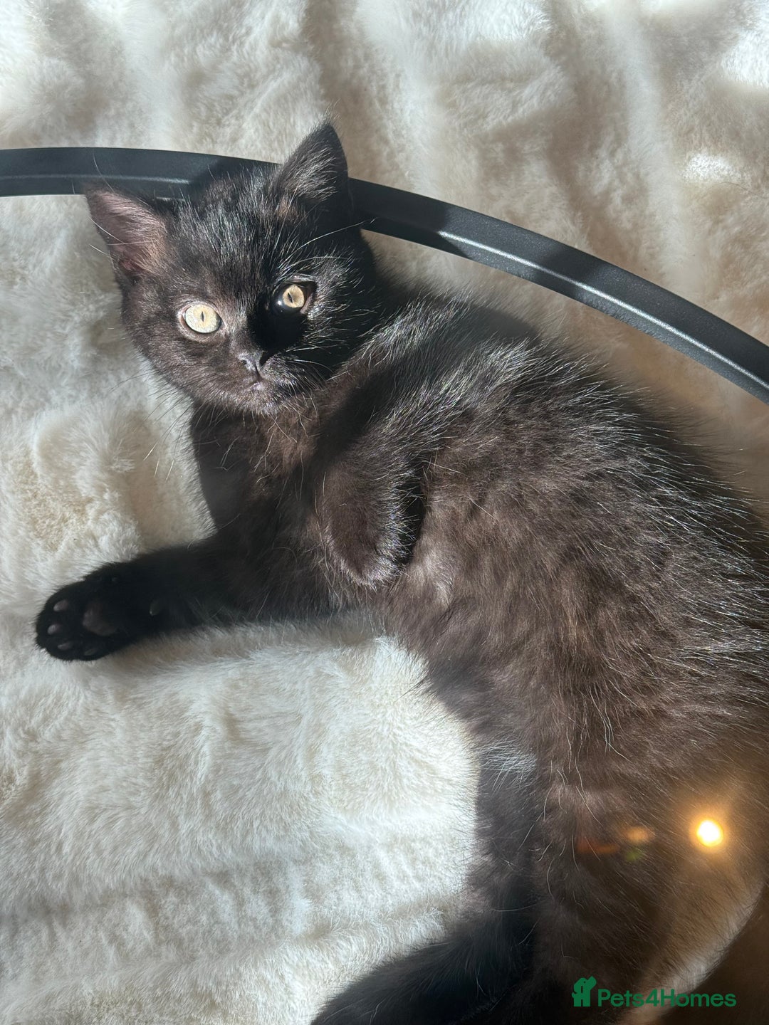 British Shorthair cats for sale: Fluffy Chocolate British Shorthair Kittens 🐾 - Image 13