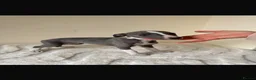 Whippet dogs for sale: Beautiful KC Registered Whippet pups for sale in Whitehaven - Advert 10