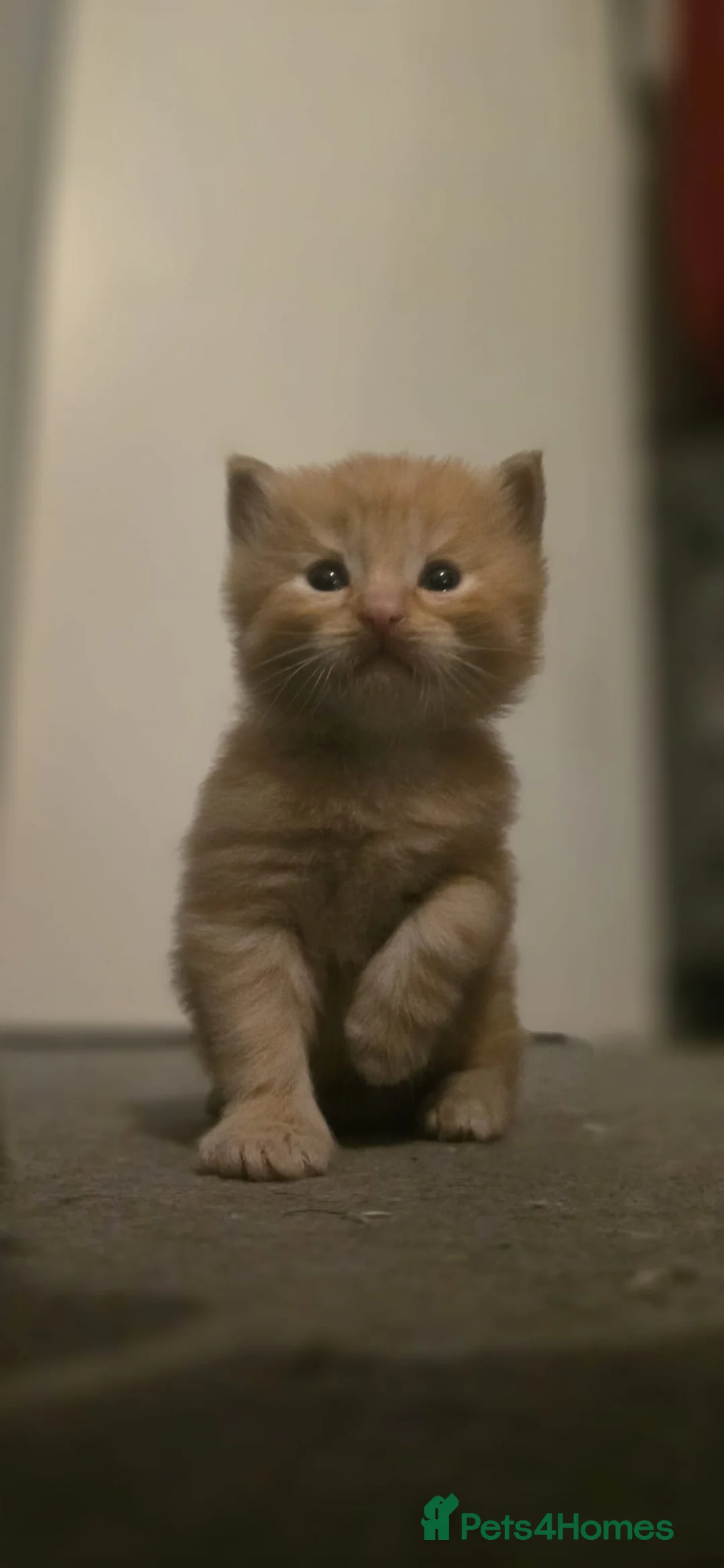 Ragdoll cats for sale: Ragdoll x Siberian mix - Advert 21