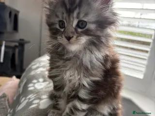 Maine Coon cats Maine Coon Kitten - Advert 1