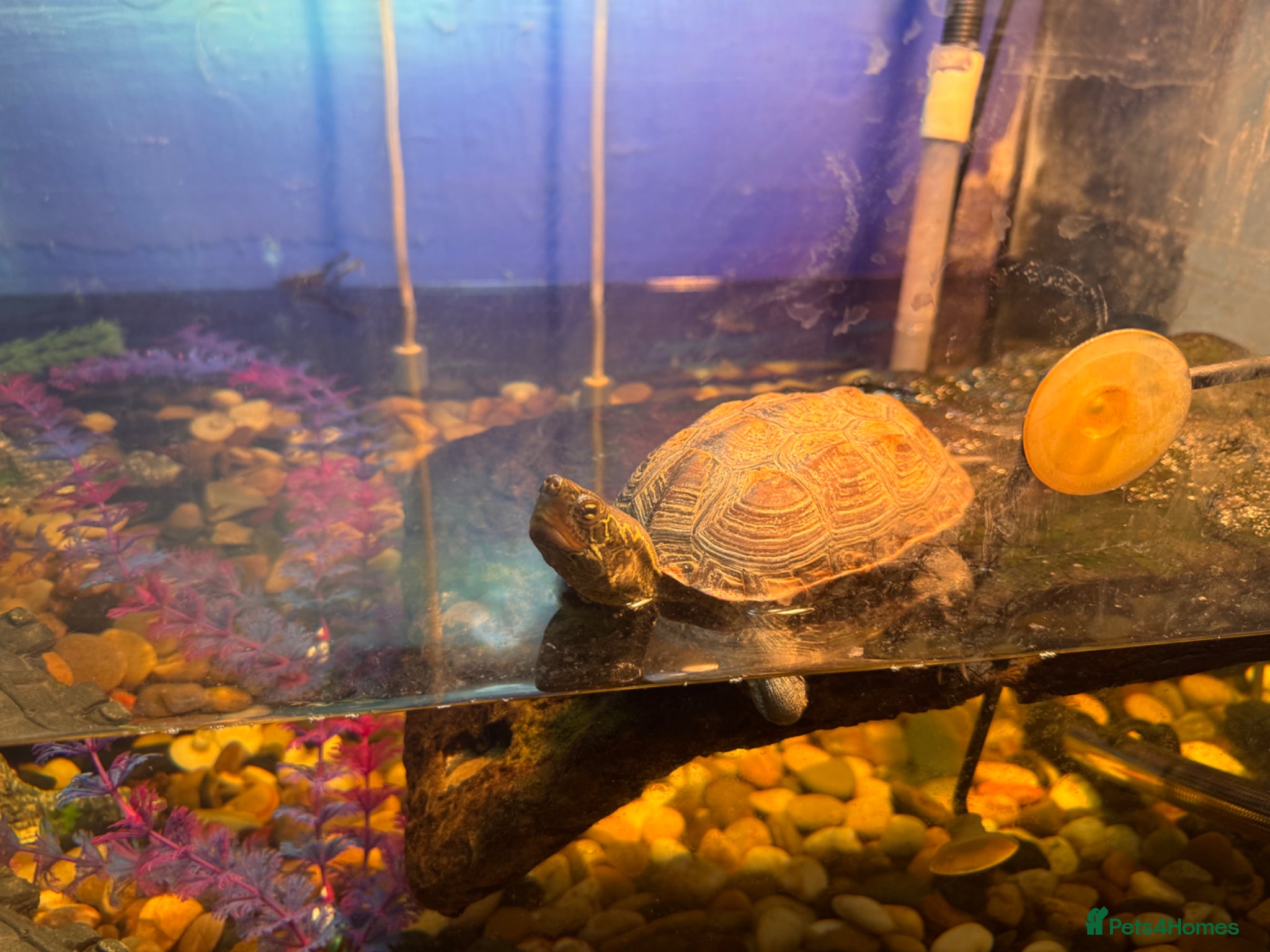 Turtle reptiles Male Reeves Turtle (Chinese pond turtle)  - Advert 5