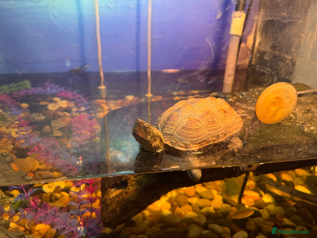 Turtle reptiles for sale: Male Reeves Turtle (Chinese pond turtle)  in Glasgow - Advert 1