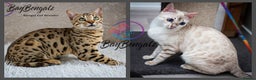 Bengal cats for sale: Beautiful Silver Lynx Bengal Kitten - Advert 14
