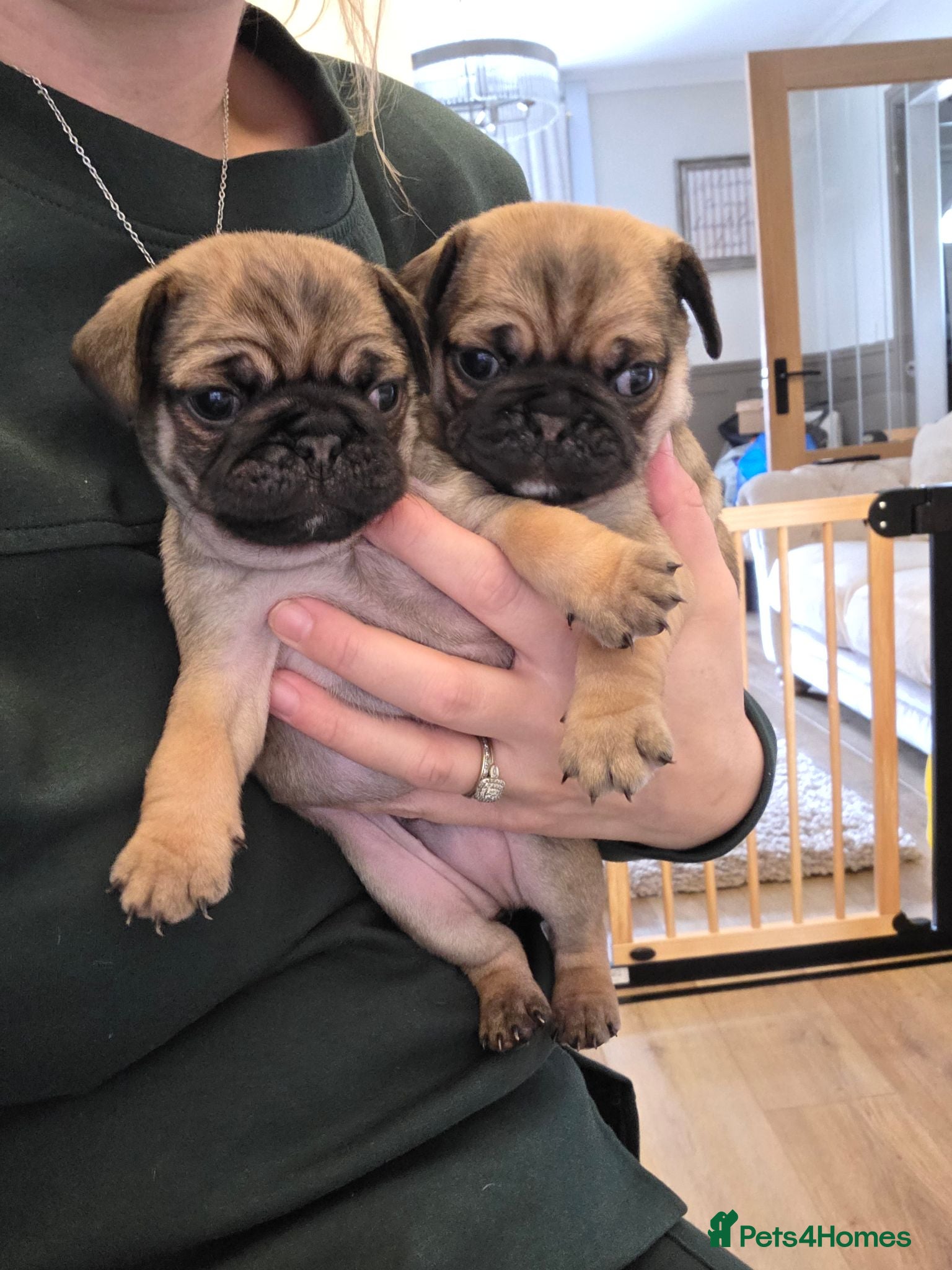 Pug dogs Pug puppies x2 fawn boys ***reduced*** - Advert 3