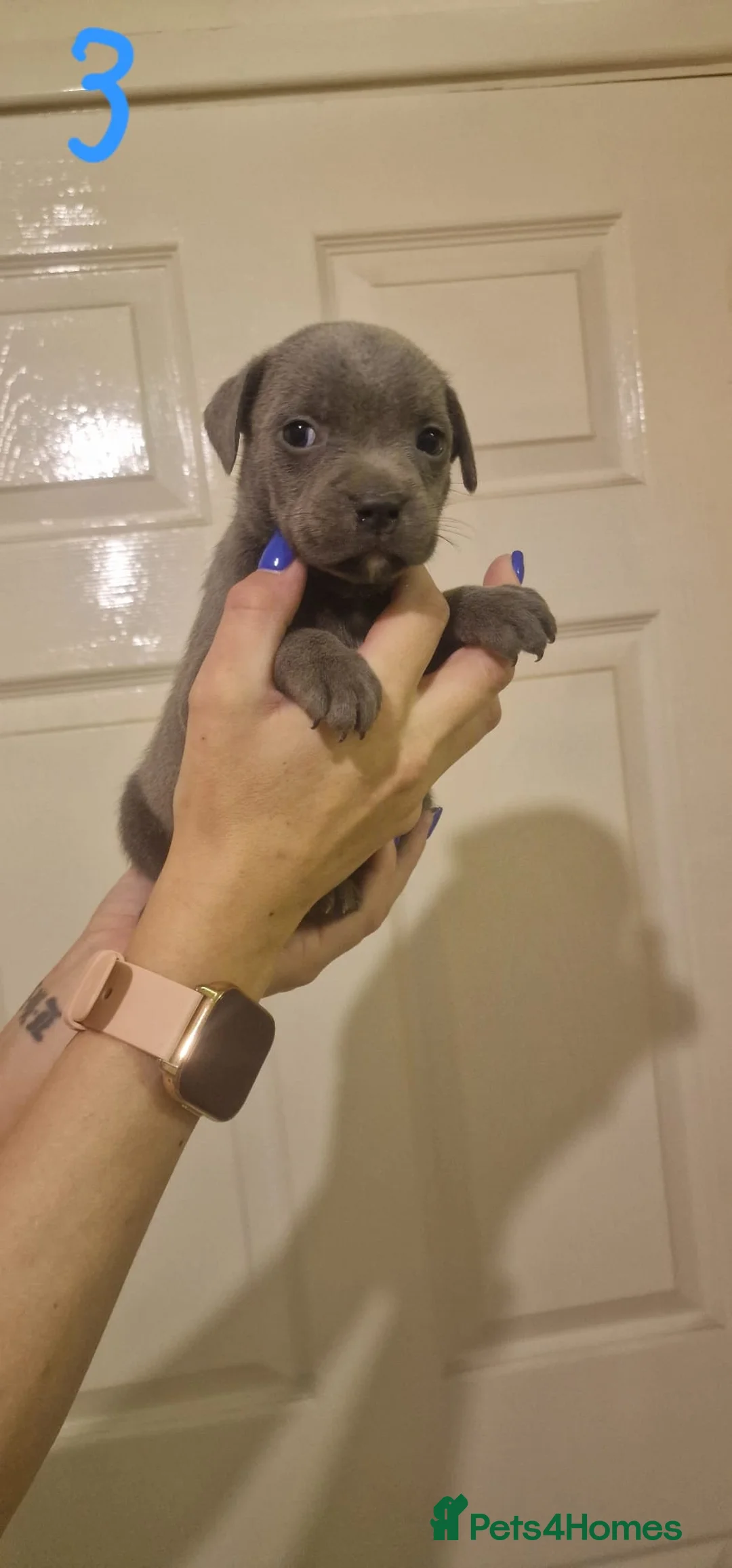 Staffordshire Bull Terrier dogs for sale: 6 beautiful blue staffs - Advert 9