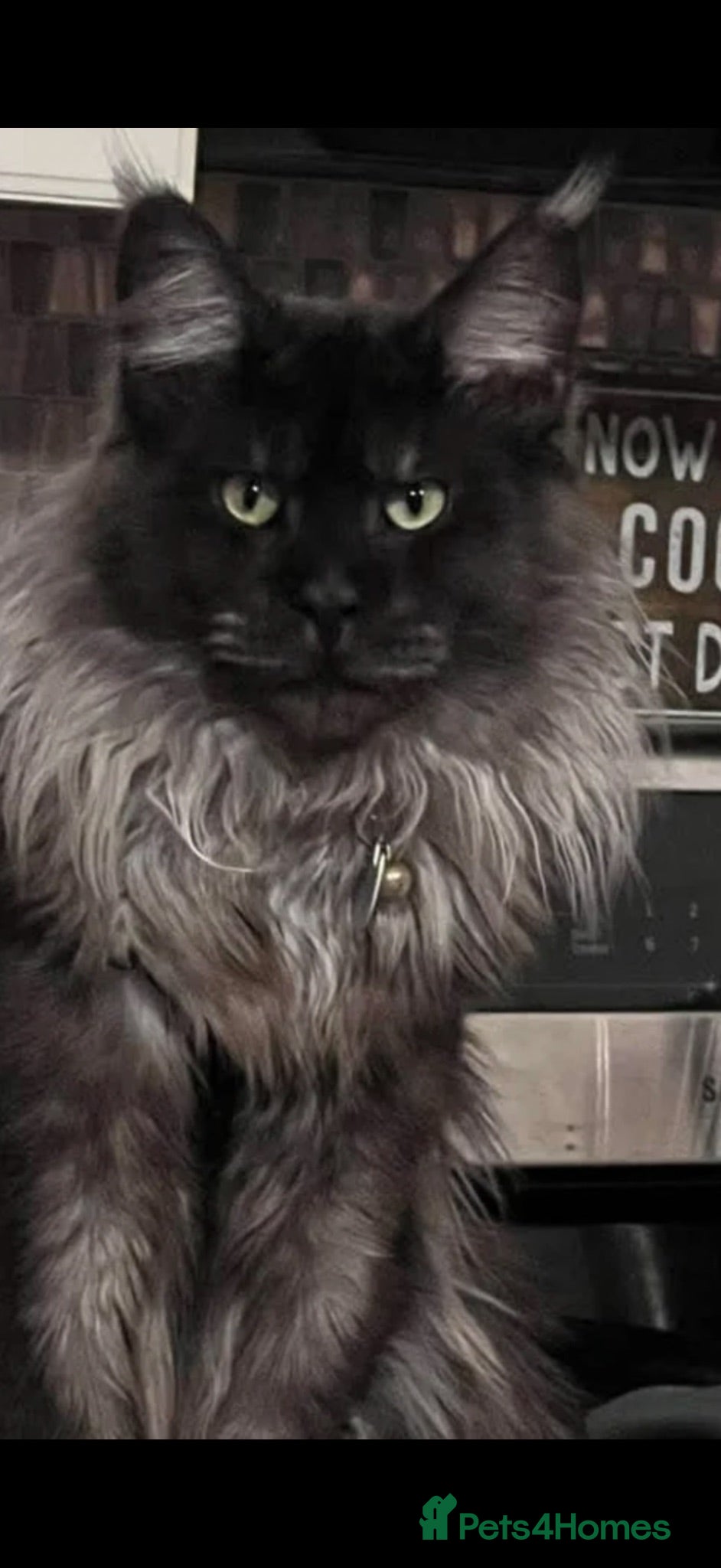 Maine Coon cats TICA - Maine Coon Kittens ready for forever homes! - Advert 1