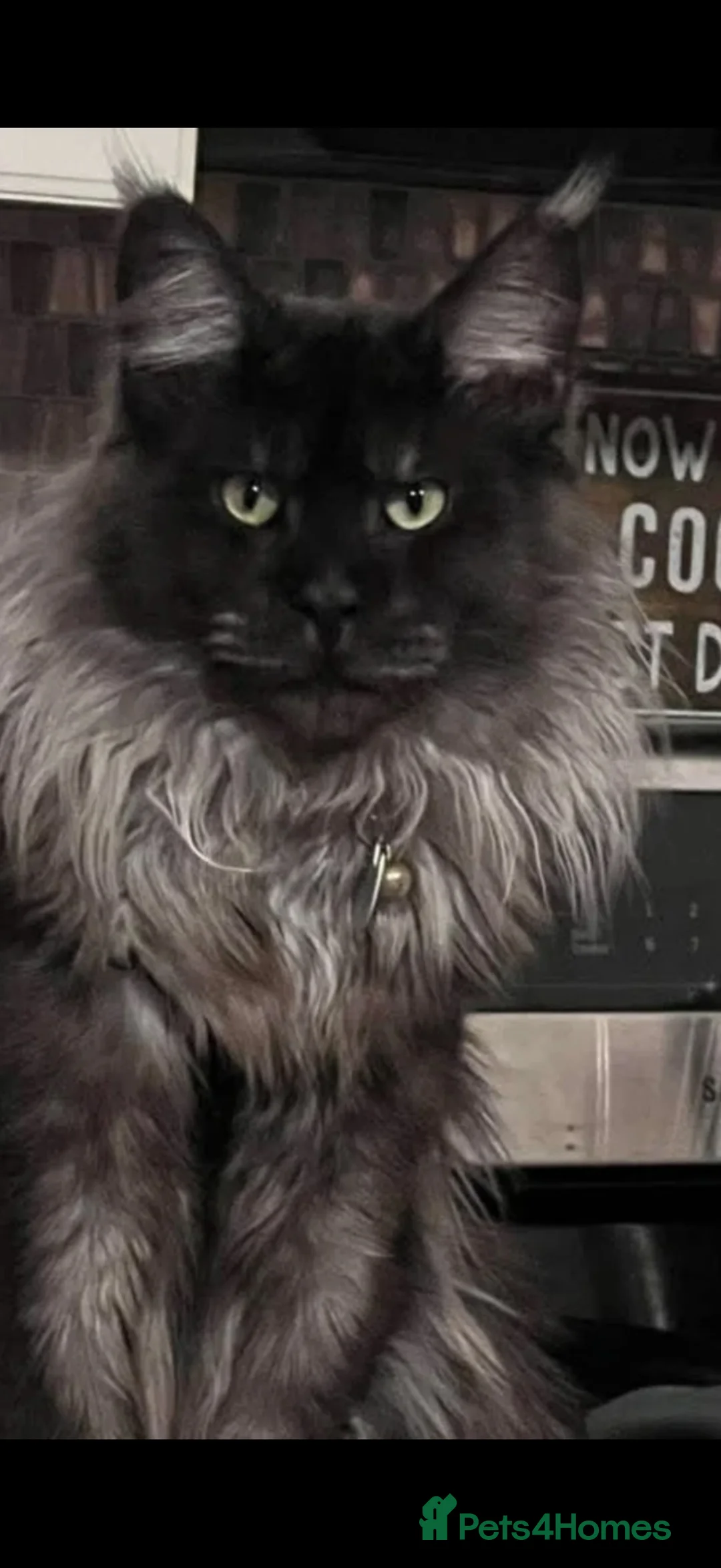 Maine Coon cats for sale: TICA - Maine Coon Kittens ready for forever homes! - Advert 1