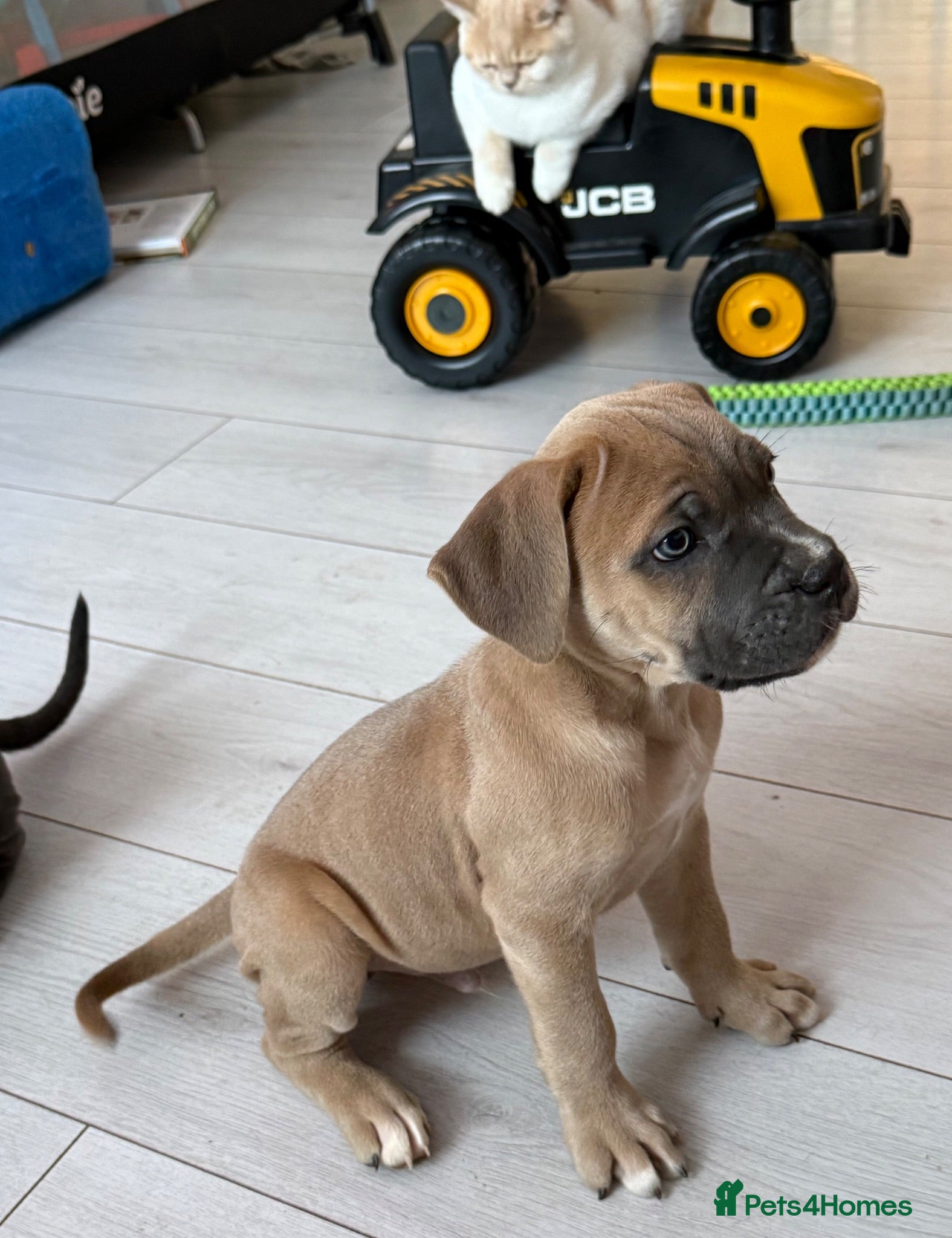 Cane Corso dogs ready to leave Tuesday ☺️ - Advert 1