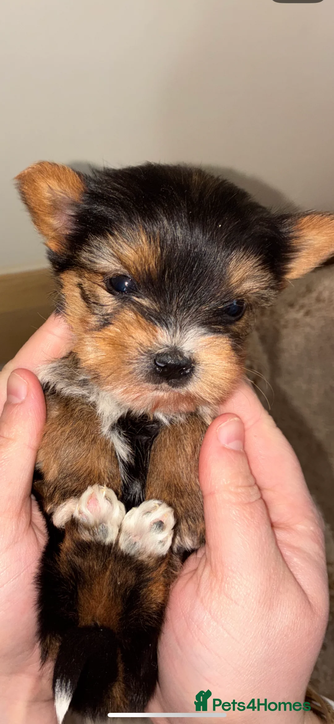 Yorkshire Terrier dogs for sale: Yorkshire puppies for sale - Advert 2