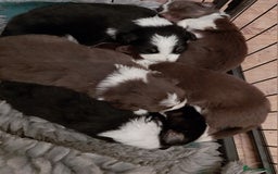 Border Collie dogs for sale: Beautiful border collie puppies - Advert 2