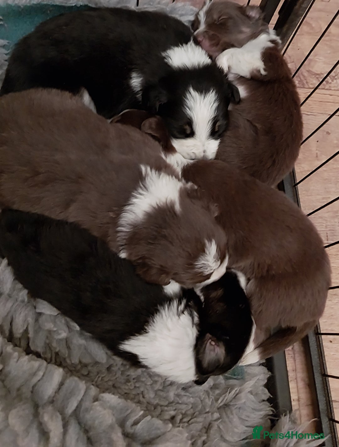 Border Collie dogs for sale: Beautiful border collie puppies - Advert 2