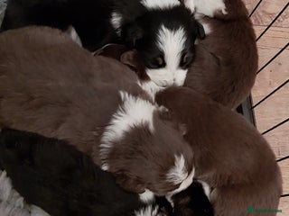 Border Collie dogs Beautiful border collie puppies - Advert 3