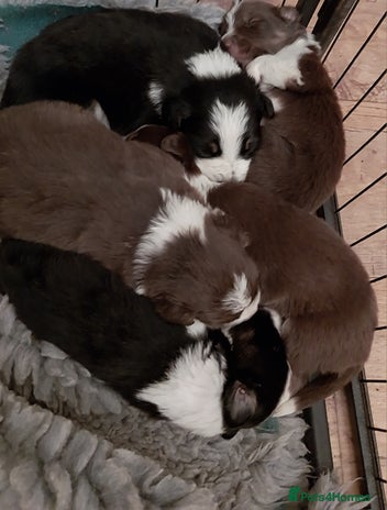 Border Collie dogs Beautiful border collie puppies - Advert 2