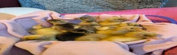 Ducks poultry for sale: Beautiful hatch of Runner Ducklings in Wigston - Advert 3