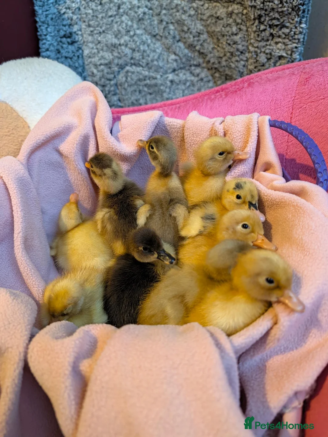 Ducks poultry for sale: Beautiful hatch of Runner Ducklings in Wigston - Advert 3