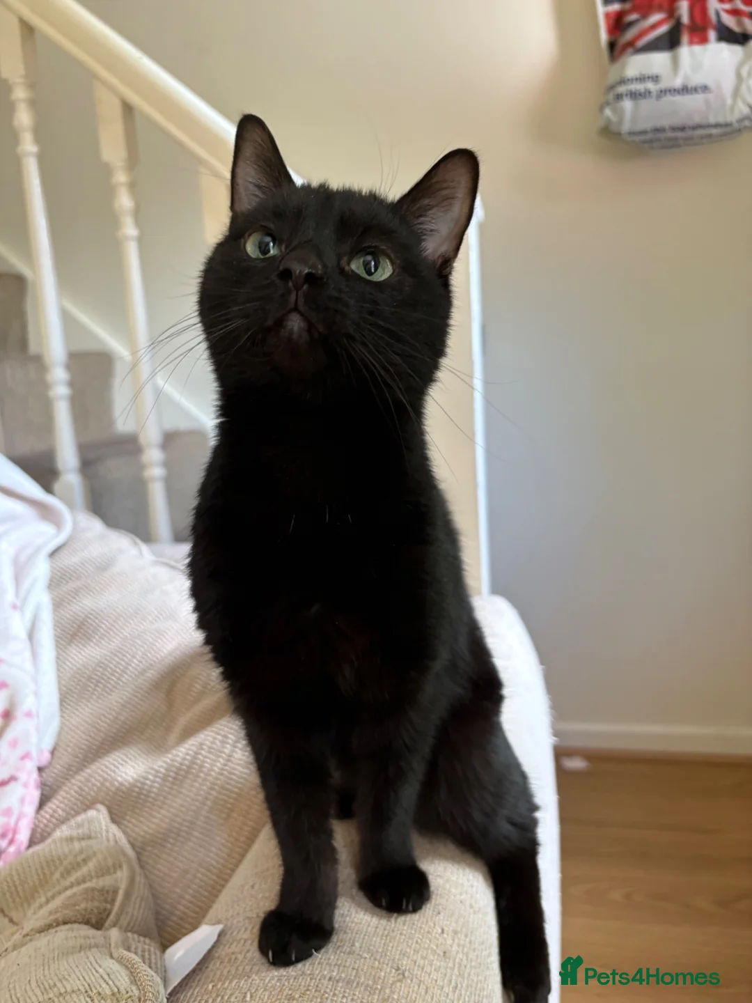 Mixed Breed cats for sale: 1 Year Old Male Cat Looking For Home in Macclesfield - Advert 1
