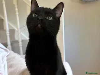 Mixed Breed cats 1 Year Old Male Cat Looking For Home - Advert 5