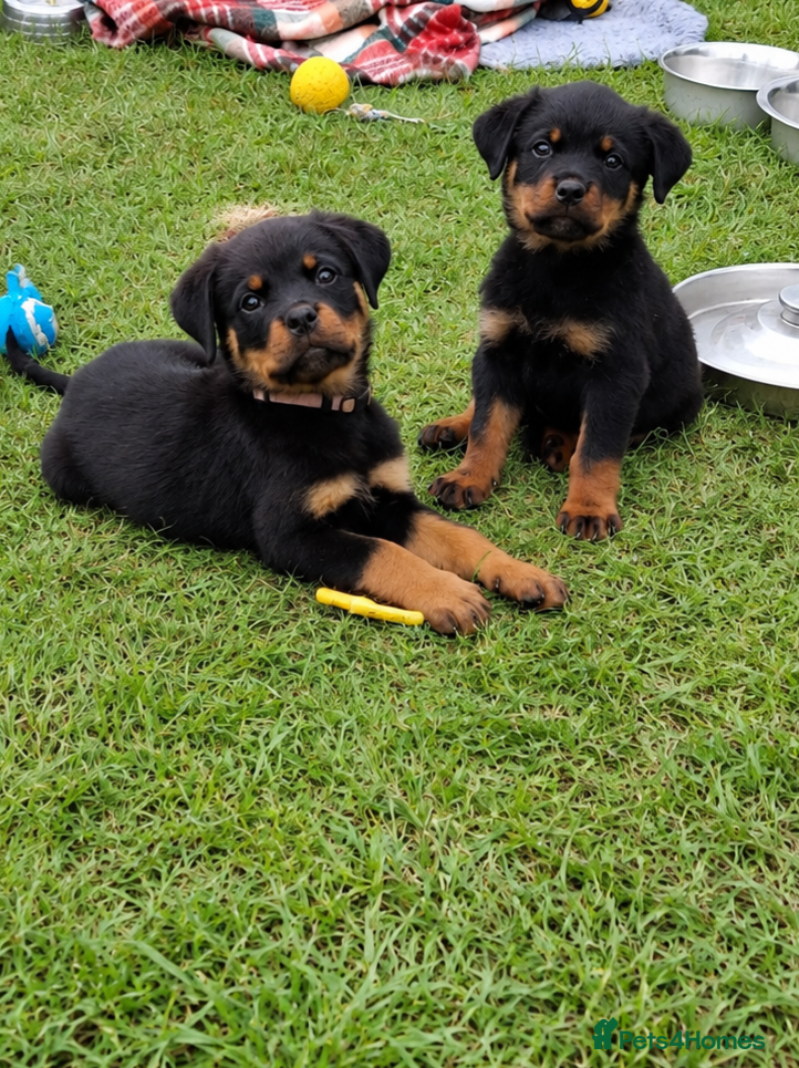 Rottweiler dogs 🌟Stunning KC Registered Rottweiler Puppies 🌟 - Advert 1