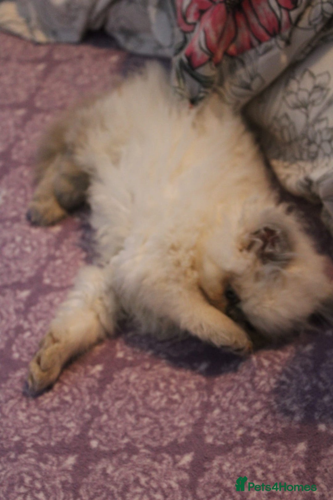 Persian cats for sale: Beautiful Female Kittens Ready for Loving Homes - Advert 22