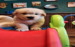 Golden Retriever dogs for sale: Golden retriever pups 5 girls and 4 boy available - Image 5
