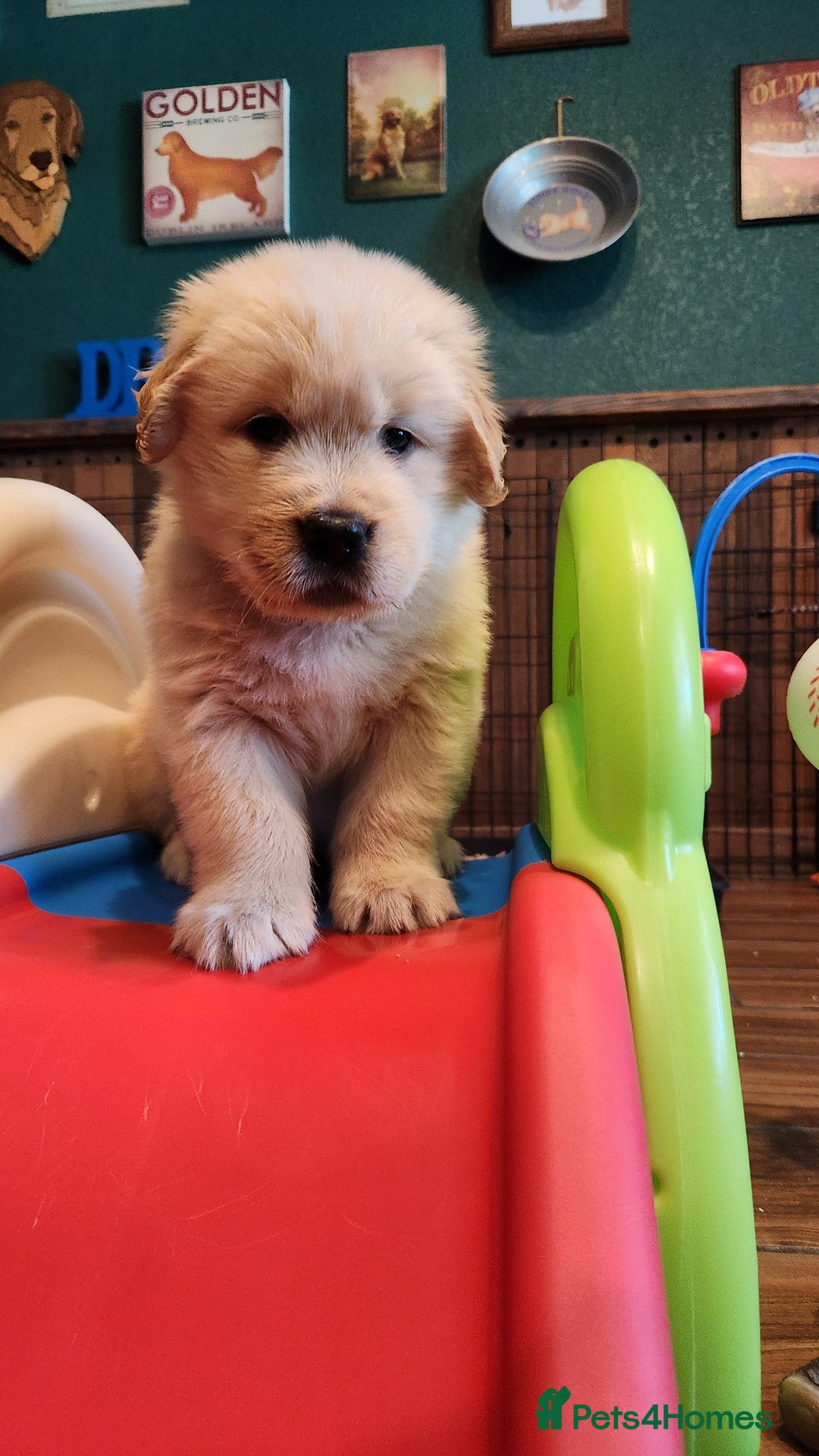 Golden Retriever dogs for sale: Golden retriever pups 5 girls and 4 boy available - Image 5
