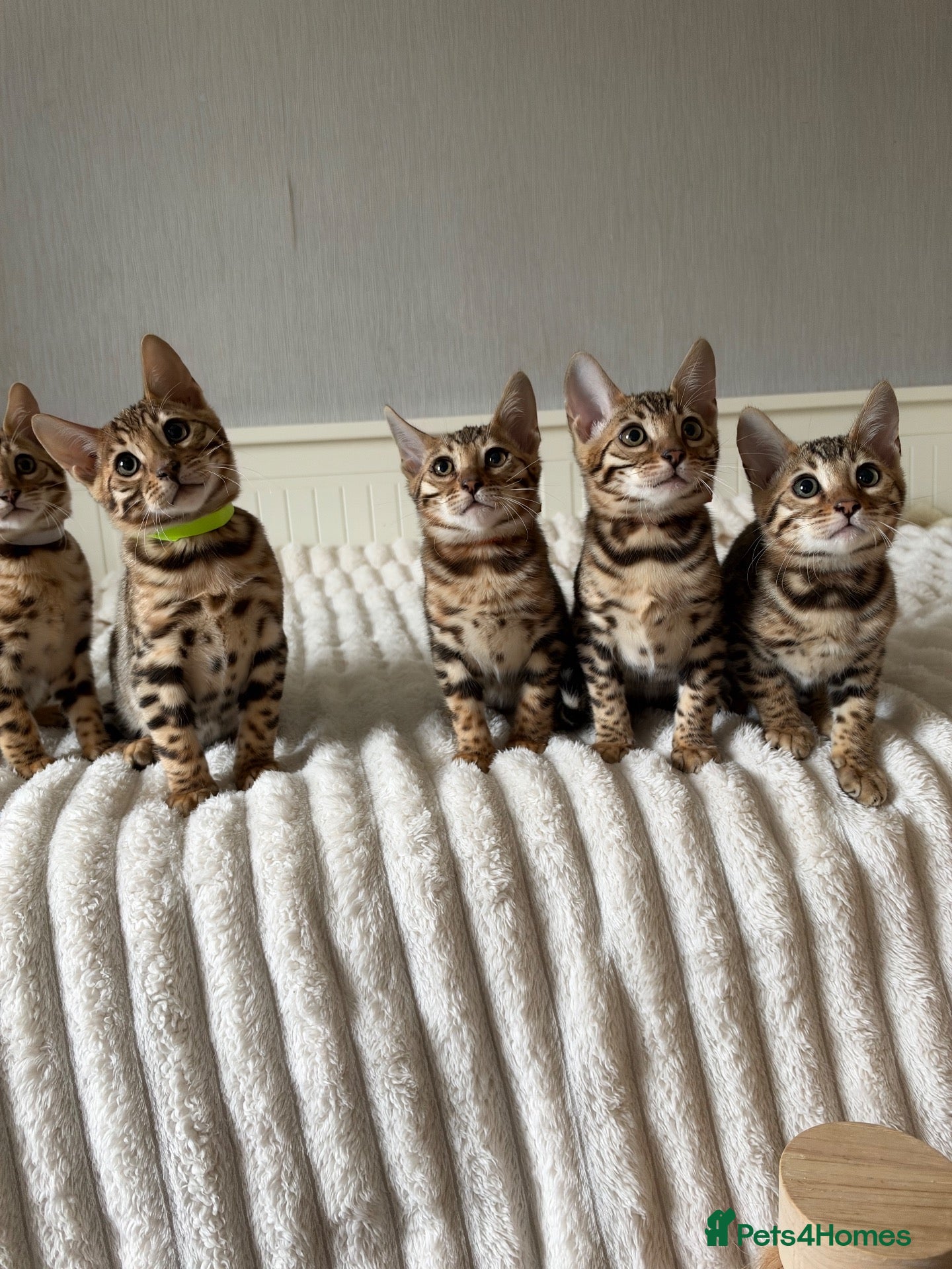 Bengal cats for sale: 🐆 Adorable pedigree Bengal kittens 🐆 - Advert 3