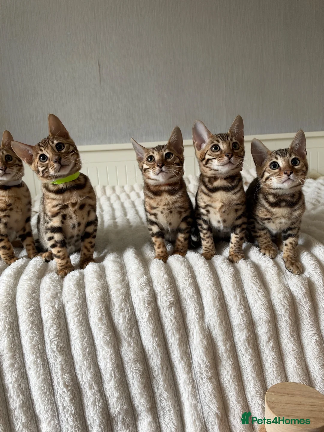 Bengal cats for sale: 🐆 Adorable pedigree Bengal kittens 🐆 - Advert 1