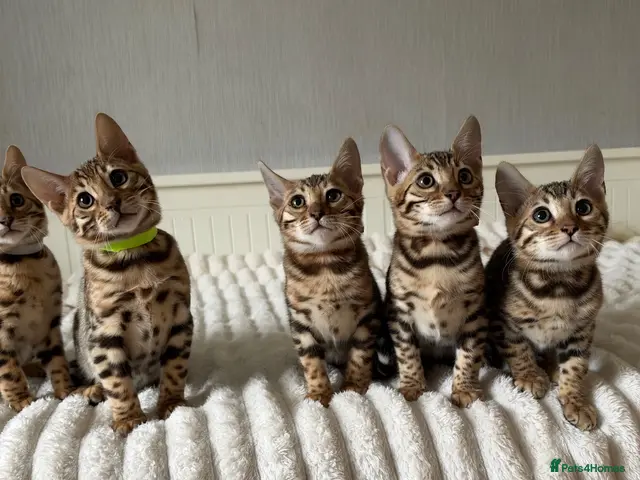 Bengal cats for sale: 🐆 Adorable pedigree Bengal kittens 🐆 - Advert 3