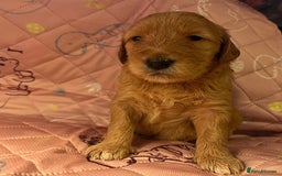 Goldendoodle dogs for sale: Beautiful F2 Goldendoodle Puppies  - Advert 4