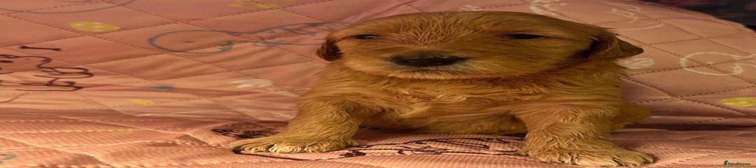 Goldendoodle Puppy 