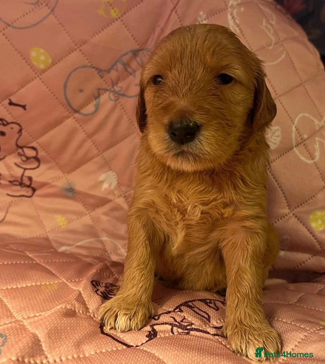 Goldendoodle dogs for sale: Beautiful F2 Goldendoodle Puppies  - Advert 4