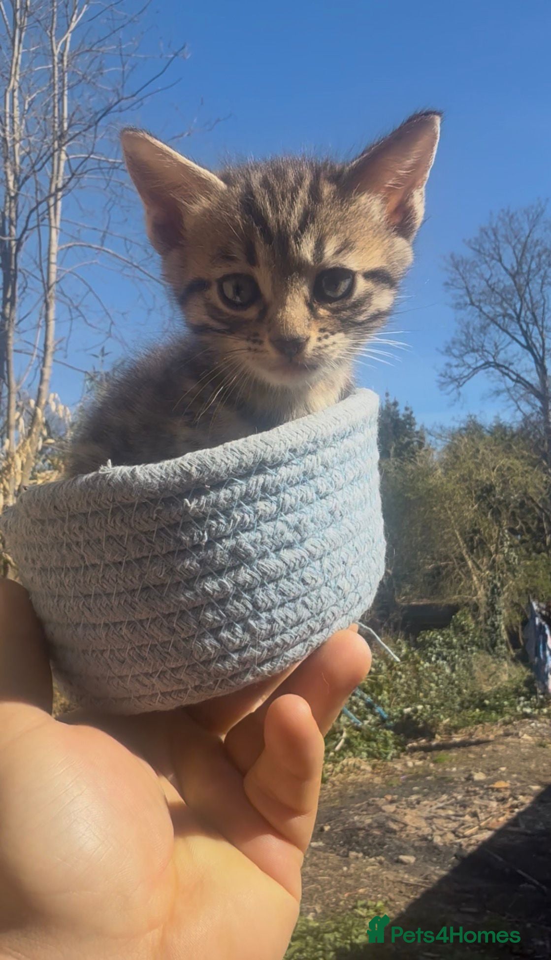 Mixed Breed cats Bengal Cross Kittens – Ready End of April - Advert 1