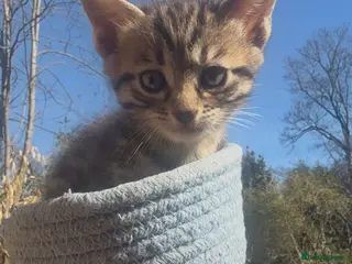 Mixed Breed cats Bengal Cross Kittens – Ready End of April - Advert 1