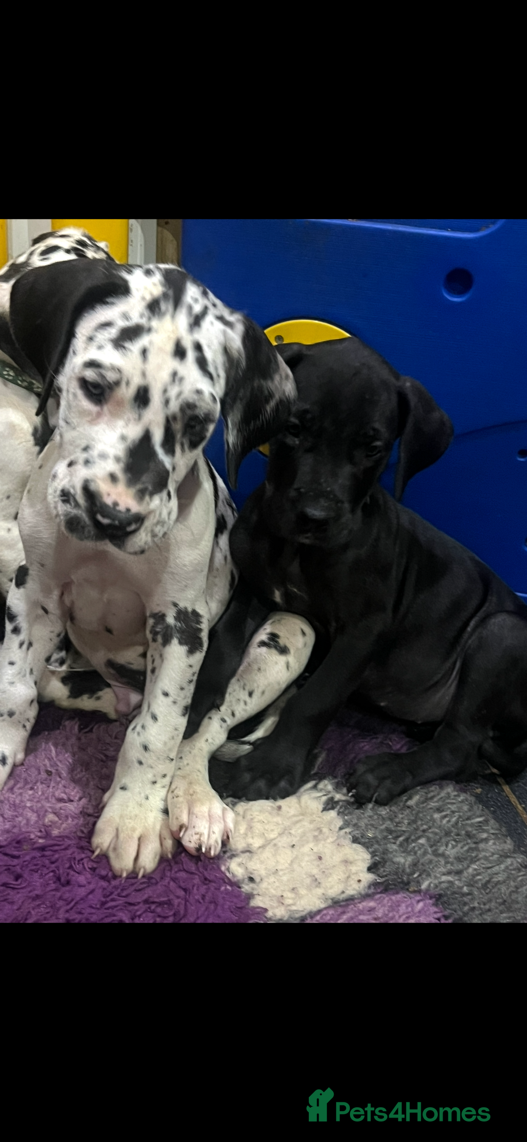 Great Dane dogs for sale: READY NOW PURE BRED GREAT DANE PUPPIES FOR SALE - Image 11