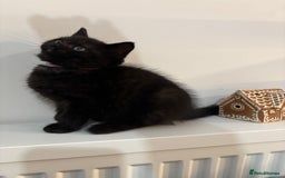 Ragdoll cats for sale: 5 Beautiful Ragdoll/ British Shorthairs - Advert 6