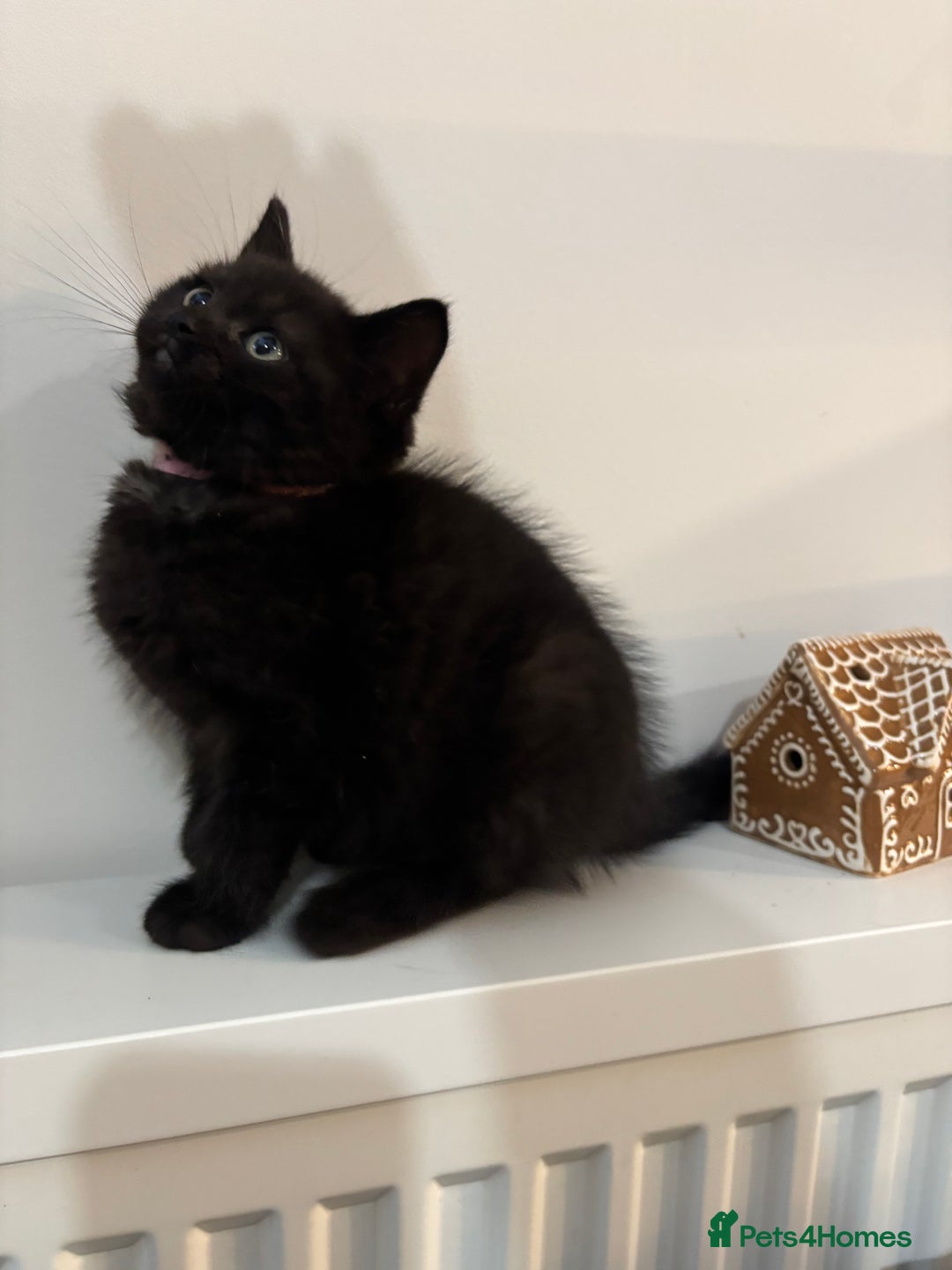 Ragdoll cats for sale: 5 Beautiful Ragdoll/ British Shorthairs - Advert 6