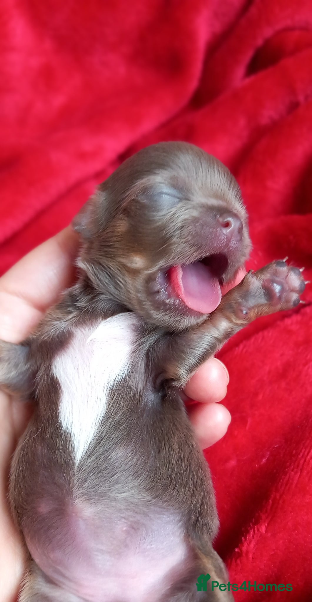 Chihuahua dogs ❤️‍🔥Dna tested parents❤️‍🔥1 Girl 2 Boys - Advert 9