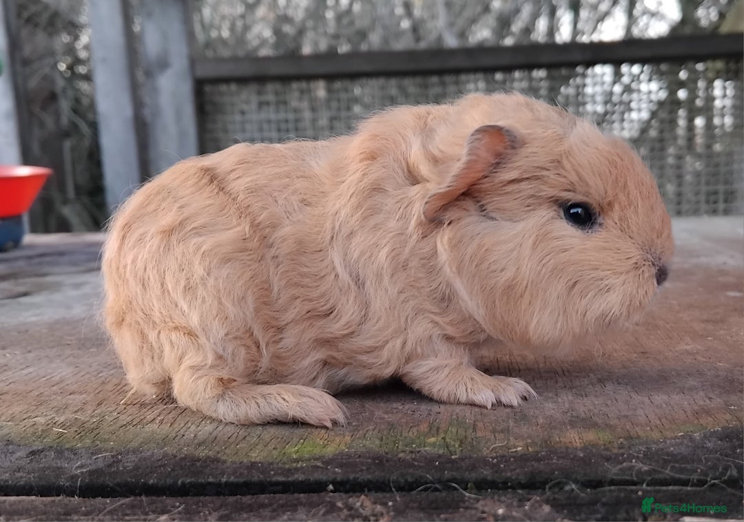 Guinea Pig rodents for sale: Swiss, Dalmation, Self Chocolate Boys and Girls - Advert 9